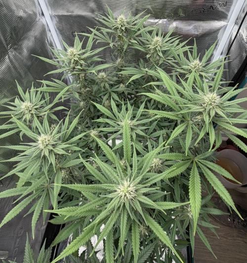 Glitter Gas/Peyote Zkittlez. Week 14