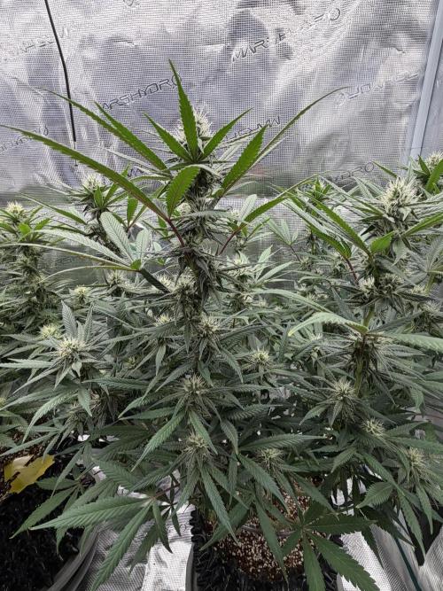 Glitter Gas/Peyote Zkittlez. Week 14