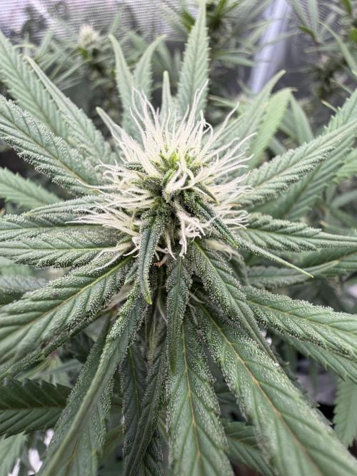 Glitter Gas/Peyote Zkittlez. Week 14