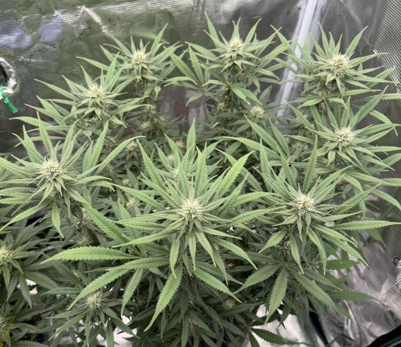 Glitter Gas/Peyote Zkittlez. Week 14