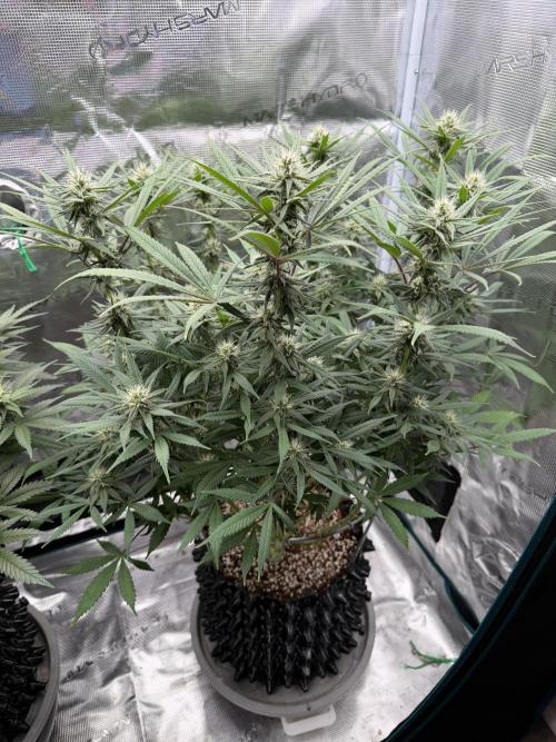 Glitter Gas/Peyote Zkittlez. Week 14