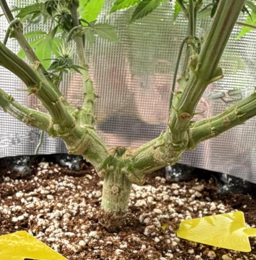 Glitter Gas/Peyote Zkittlez. Week 14