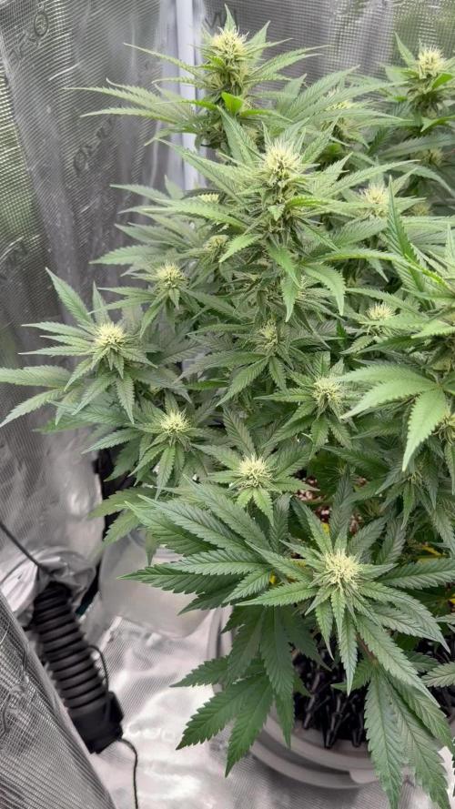 Glitter Gas/Peyote Zkittlez