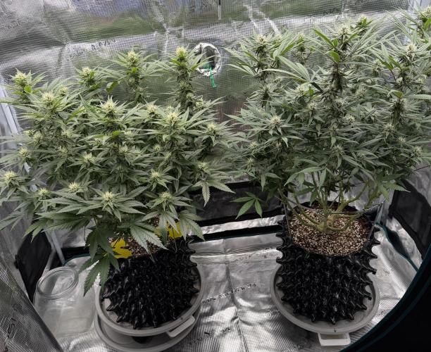 Glitter Gas/Peyote Zkittlez. Week 14