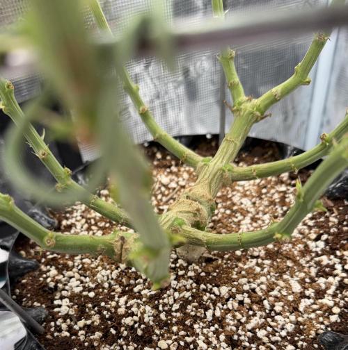 Glitter Gas/Peyote Zkittlez. Week 14