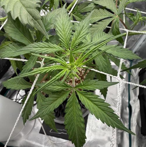 Pink Apple Soda Auto. Week 4