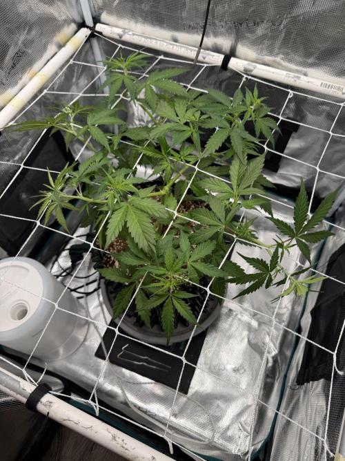 Pink Apple Soda Auto. Week 4