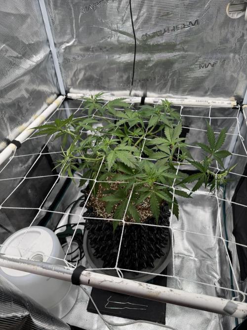 Pink Apple Soda Auto. Week 4