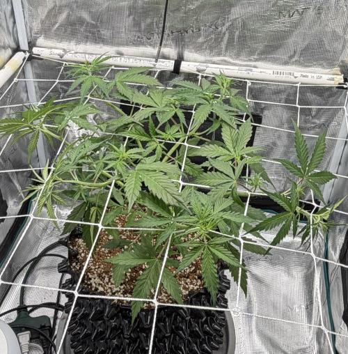 Pink Apple Soda Auto. Week 4