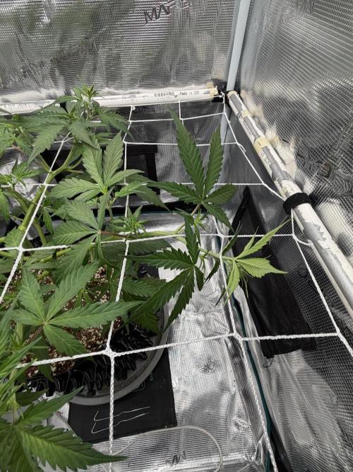 Pink Apple Soda Auto. Week 4