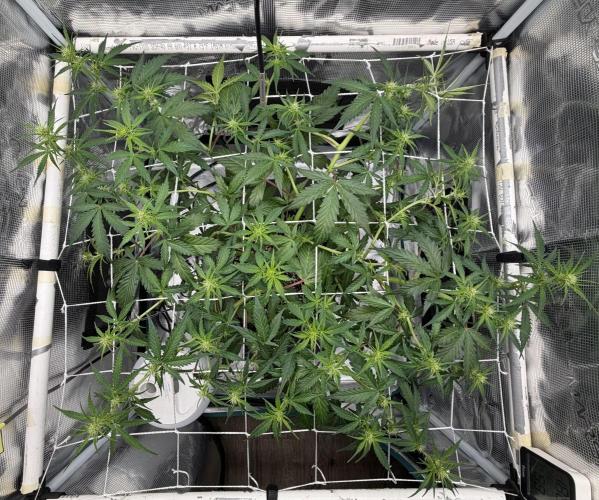 Pink Apple Soda Auto. Week 5