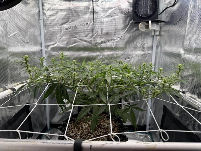 Pink Apple Soda Auto. Week 5