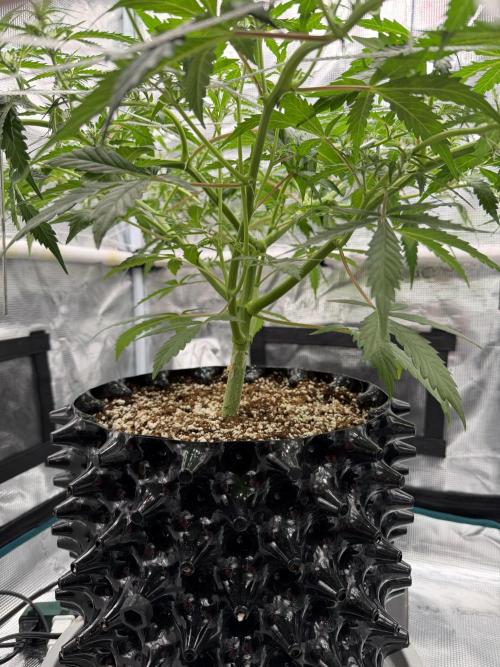 Pink Apple Soda Auto. Week 5