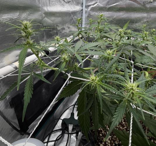 Pink Apple Soda Auto. Week 5