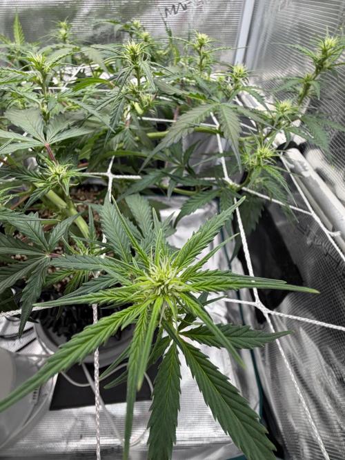 Pink Apple Soda Auto. Week 5