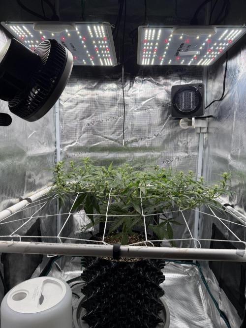 Pink Apple Soda Auto. Week 5
