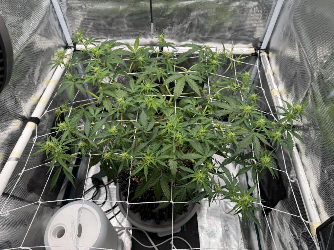 Pink Apple Soda Auto. Week 5