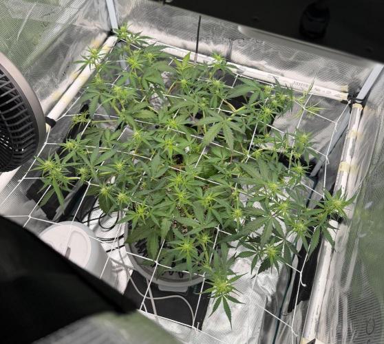 Pink Apple Soda Auto. Week 5