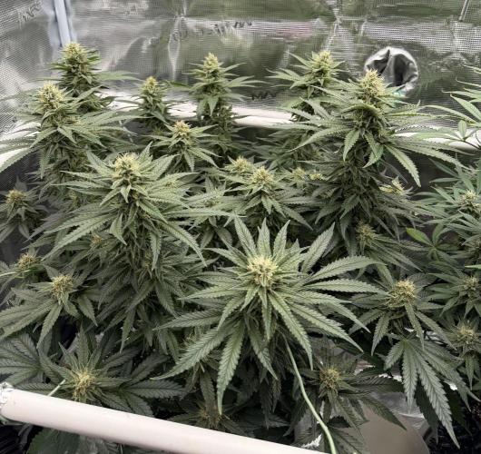Glitter Gas/Peyote Zkittlez. Week 16