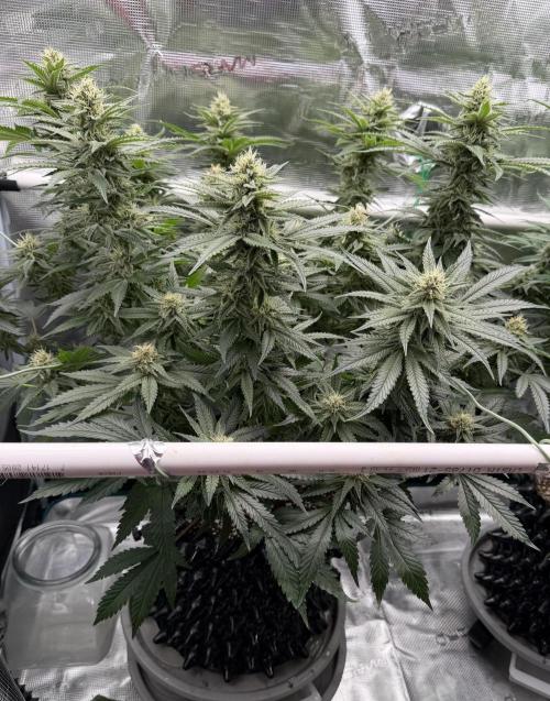 Glitter Gas/Peyote Zkittlez. Week 16