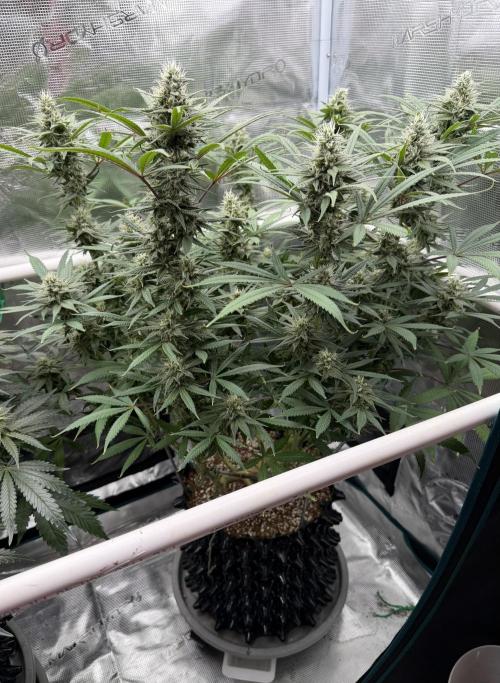 Glitter Gas/Peyote Zkittlez. Week 16
