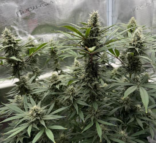 Glitter Gas/Peyote Zkittlez. Week 16