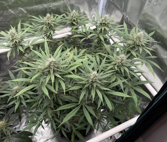 Glitter Gas/Peyote Zkittlez. Week 16
