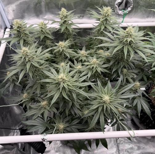 Glitter Gas/Peyote Zkittlez. Week 16