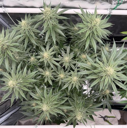 Glitter Gas/Peyote Zkittlez. Week 16