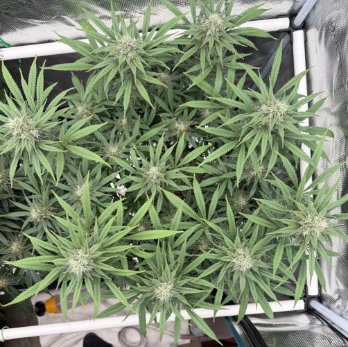 Glitter Gas/Peyote Zkittlez. Week 16