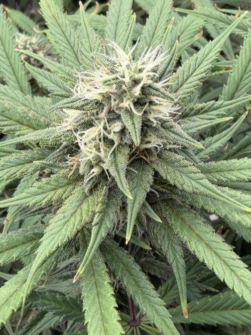 Glitter Gas/Peyote Zkittlez. Week 16