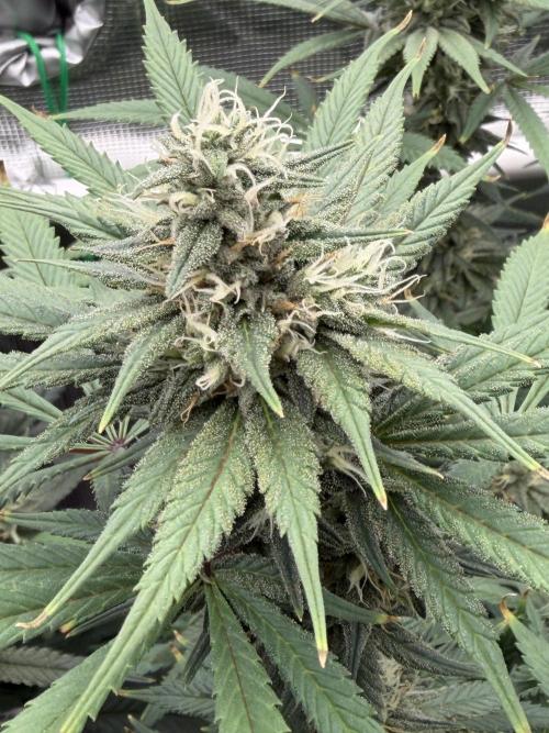 Glitter Gas/Peyote Zkittlez. Week 16
