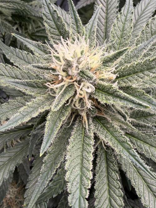 Glitter Gas/Peyote Zkittlez. Week 16