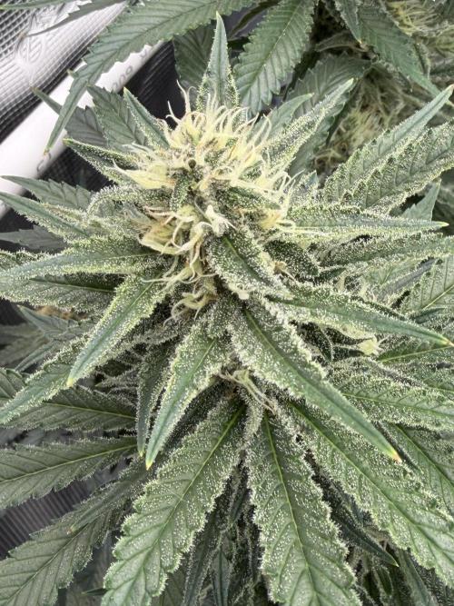 Glitter Gas/Peyote Zkittlez. Week 16