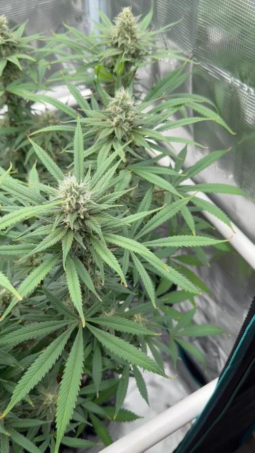 Glitter Gas/Peyote Zkittlez
