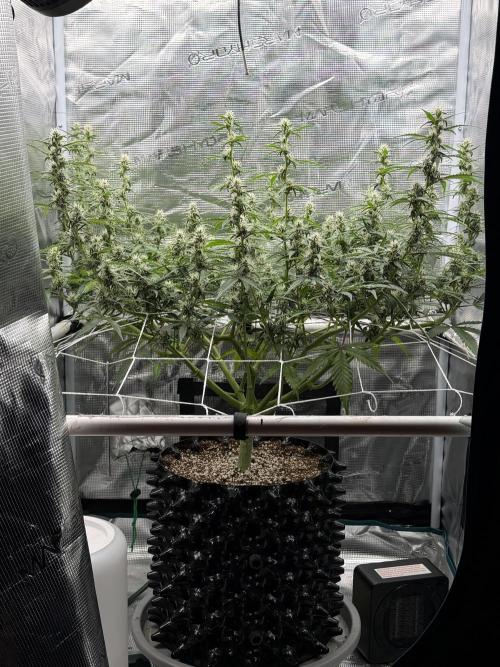 Pink Apple Soda Auto. Week 7