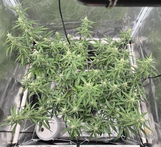 Pink Apple Soda Auto. Week 7