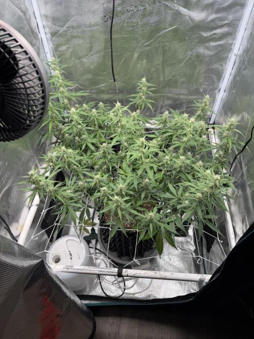 Pink Apple Soda Auto. Week 7