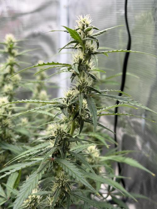 Pink Apple Soda Auto. Week 7