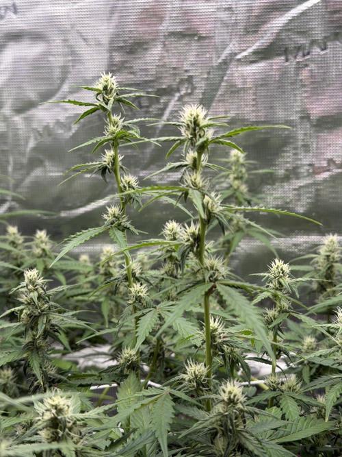Pink Apple Soda Auto. Week 7