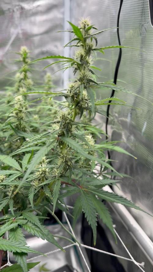 Pink Apple Soda Auto