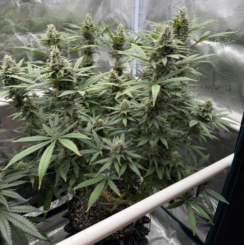 Glitter Gas/Peyote Zkittlez. Week 17