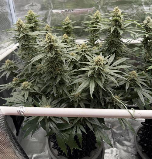 Glitter Gas/Peyote Zkittlez. Week 17
