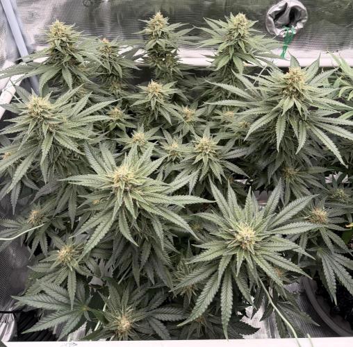 Glitter Gas/Peyote Zkittlez. Week 17