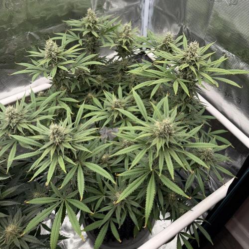 Glitter Gas/Peyote Zkittlez. Week 17