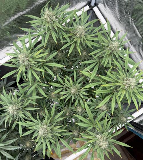 Glitter Gas/Peyote Zkittlez. Week 17