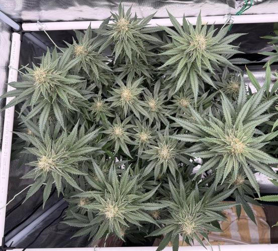 Glitter Gas/Peyote Zkittlez. Week 17