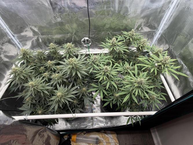 Glitter Gas/Peyote Zkittlez. Week 17