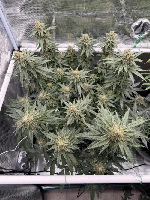 Glitter Gas/Peyote Zkittlez. Week 18