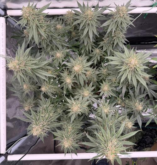 Glitter Gas/Peyote Zkittlez. Week 18